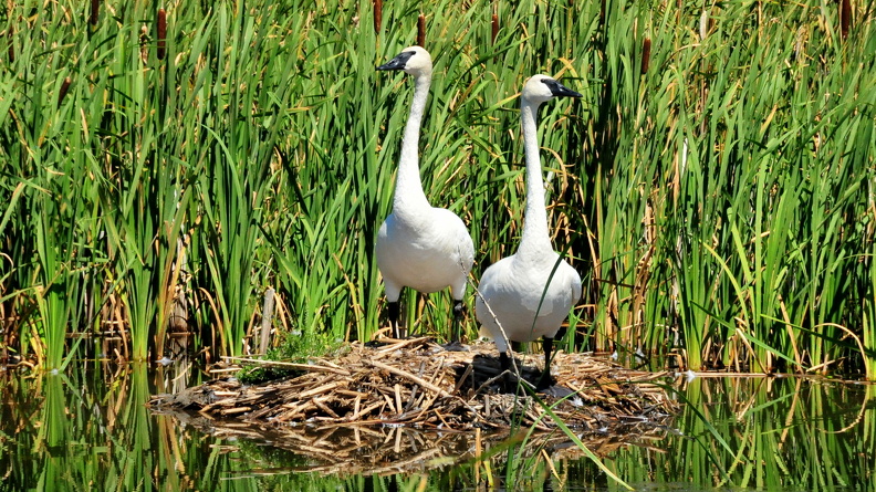 Trumpeter Swan Pair (Cygnus buccinator), Seedskadee National Wildlife Refuge, Sweetwater County, Wyoming, USA, Tom Koerner, 2014-08-18